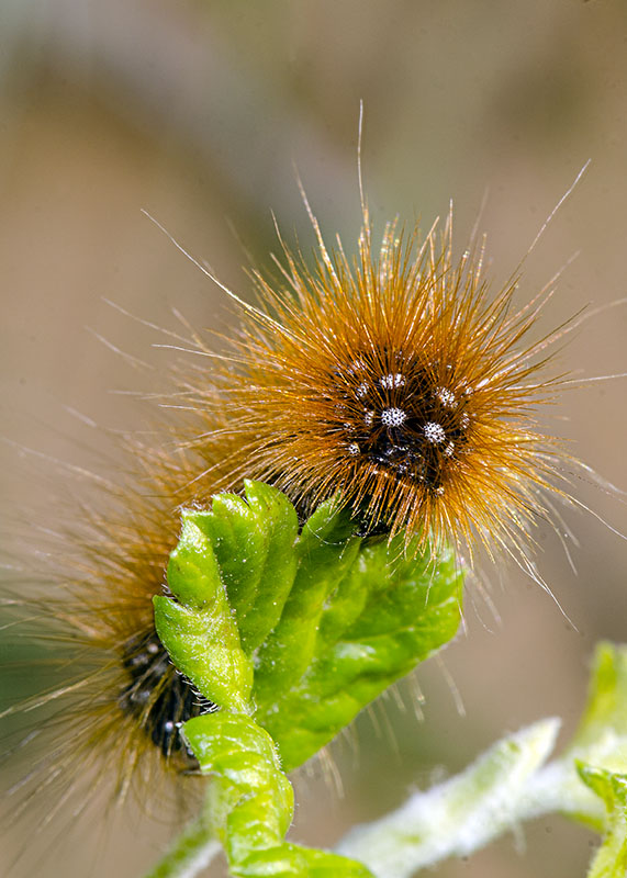 Bruco da determinare - Arctia caja, Erebidae Arctiinae